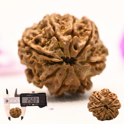 8 Mukhi Nepali Rudraksha - Large
