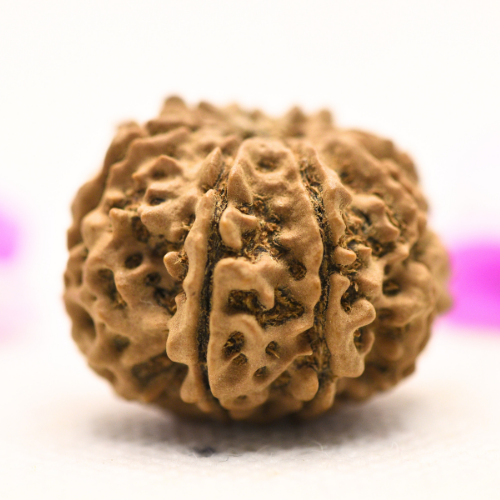 8 Mukhi Nepali Rudraksha - Large