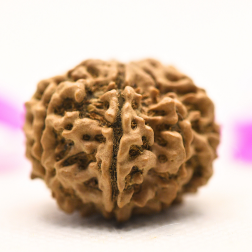 8 Mukhi Nepali Rudraksha - Large