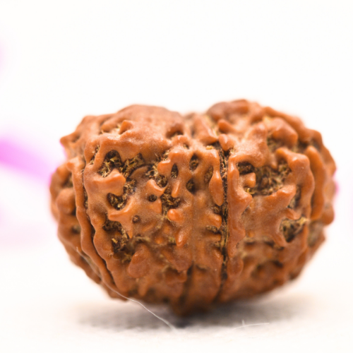 8 Mukhi Nepali Rudraksha - Large