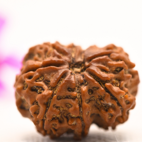 8 Mukhi Nepali Rudraksha - Large