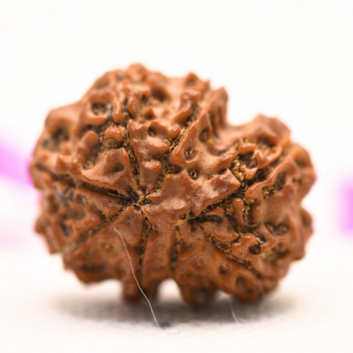 8 Mukhi Nepali Rudraksha - Large