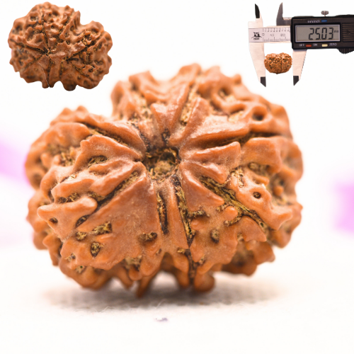 8 Mukhi Nepali Rudraksha - Large