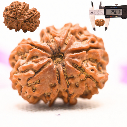 8 Mukhi Nepali Rudraksha - Large