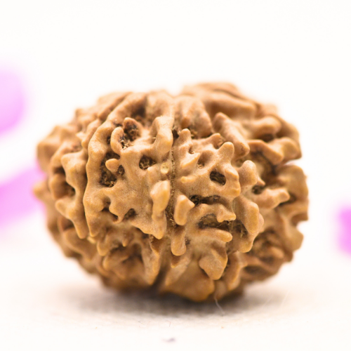 8 Mukhi Nepali Rudraksha - Large