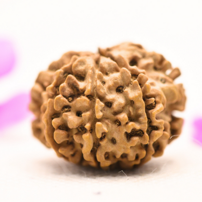 8 Mukhi Nepali Rudraksha - Large
