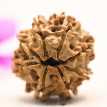 8 Mukhi Nepali Rudraksha - Large