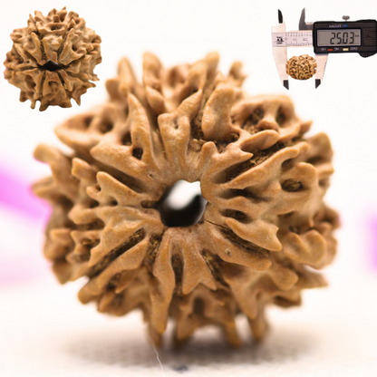 8 Mukhi Nepali Rudraksha - Large