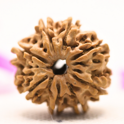 8 Mukhi Nepali Rudraksha - Large