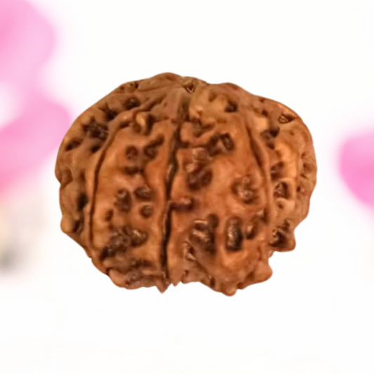 8 Mukhi Nepali Rudraksha - Large