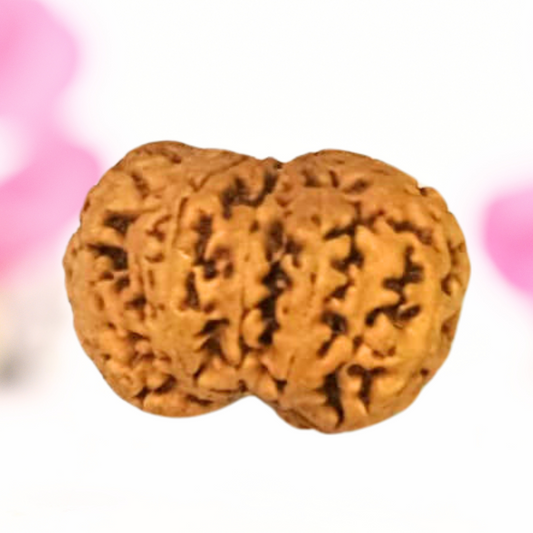 8 Mukhi Nepali Rudraksha - Large