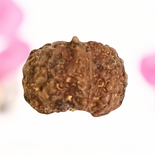 8 Mukhi Nepali Rudraksha - Large