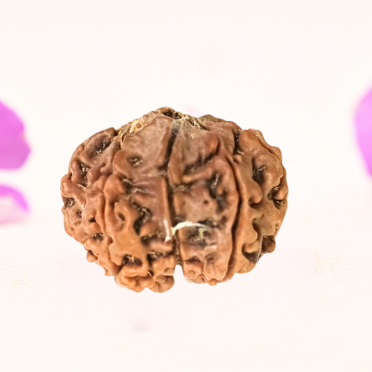 8 Mukhi Nepali Rudraksha - Large