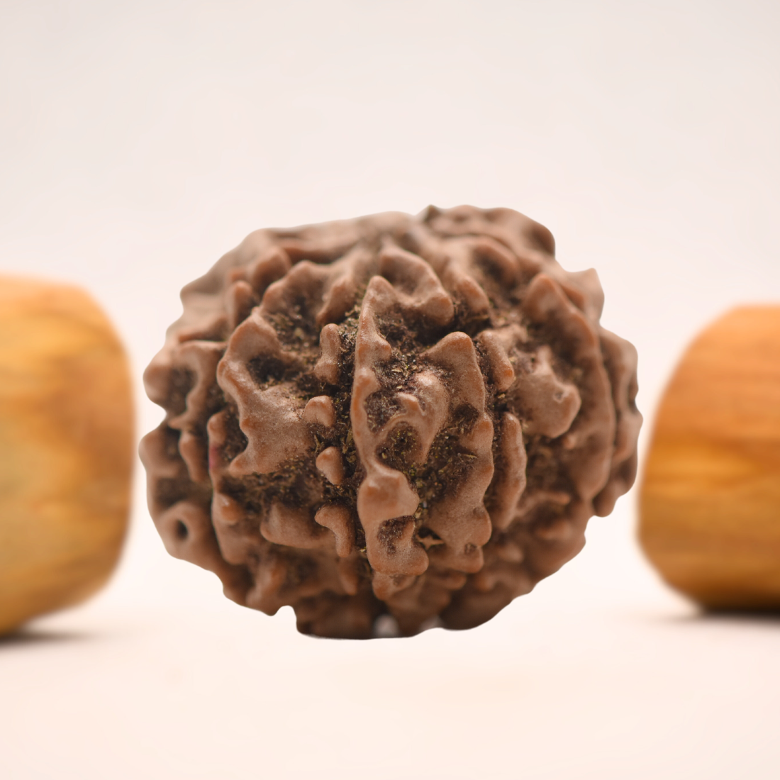 8 Mukhi Nepali Rudraksha - Regular