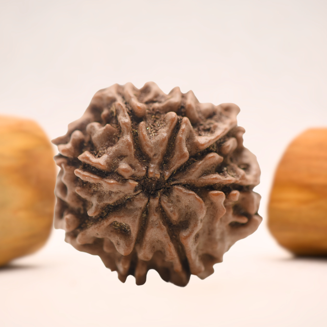 8 Mukhi Nepali Rudraksha - Regular