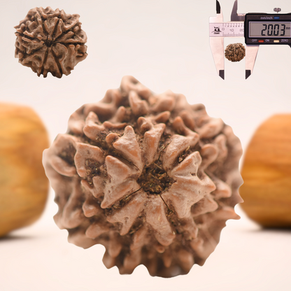 8 Mukhi Nepali Rudraksha - Regular