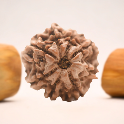 8 Mukhi Nepali Rudraksha - Regular