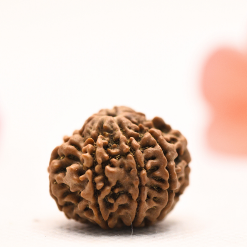 8 Mukhi Nepali Rudraksha - Regular