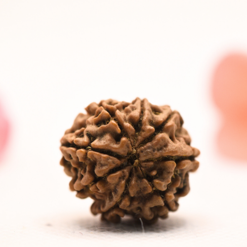 8 Mukhi Nepali Rudraksha - Regular