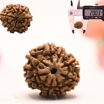 8 Mukhi Nepali Rudraksha - Regular