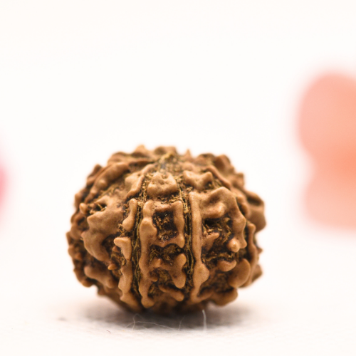 8 Mukhi Nepali Rudraksha - Regular
