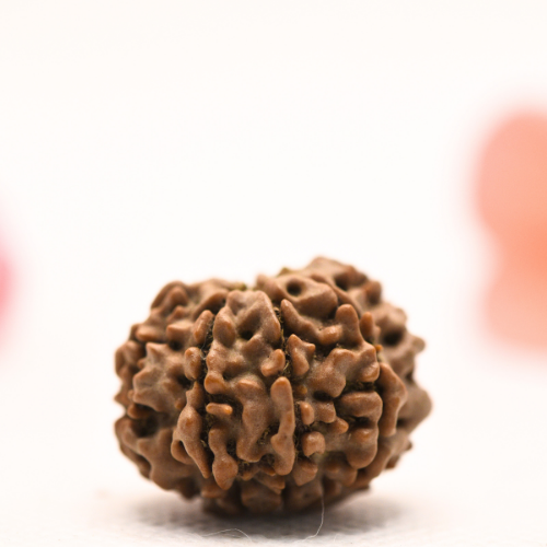 8 Mukhi Nepali Rudraksha - Regular