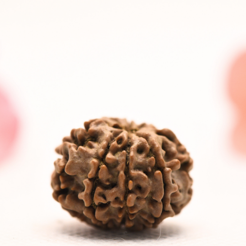 8 Mukhi Nepali Rudraksha - Regular