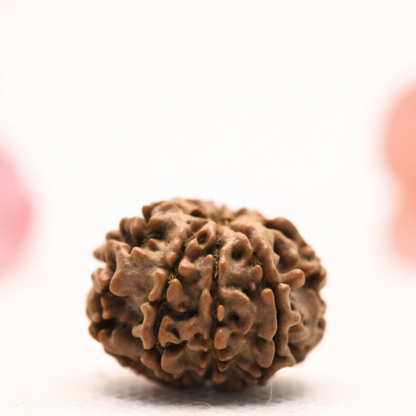 8 Mukhi Nepali Rudraksha - Regular