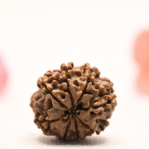 8 Mukhi Nepali Rudraksha - Regular