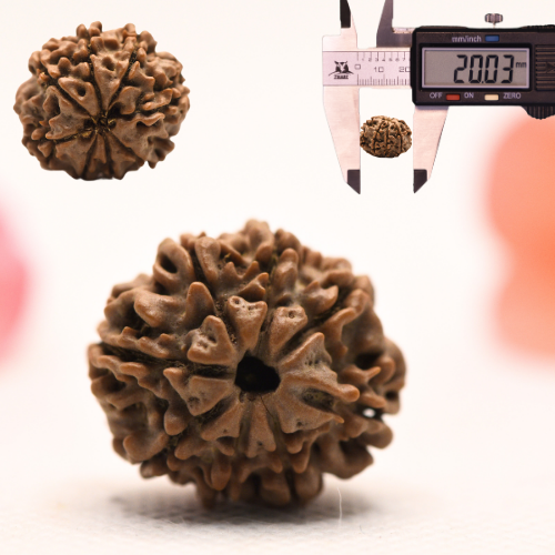 8 Mukhi Nepali Rudraksha - Regular