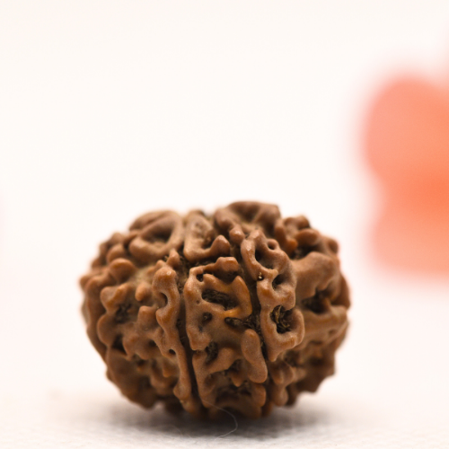 8 Mukhi Nepali Rudraksha - Regular