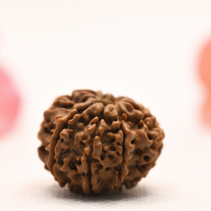 8 Mukhi Nepali Rudraksha - Regular