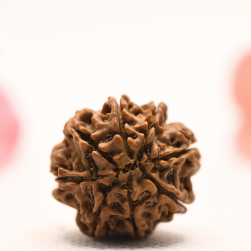 8 Mukhi Nepali Rudraksha - Regular
