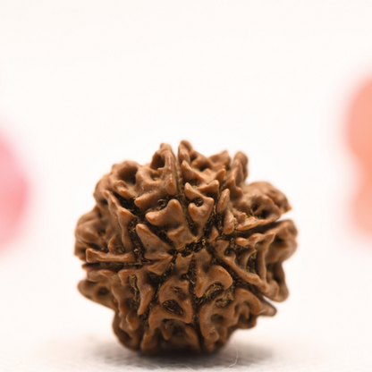 8 Mukhi Nepali Rudraksha - Regular