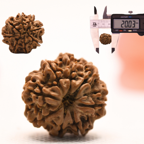 8 Mukhi Nepali Rudraksha - Regular
