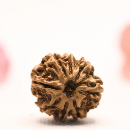 8 Mukhi Nepali Rudraksha - Regular