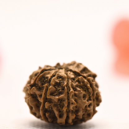 8 Mukhi Nepali Rudraksha - Regular