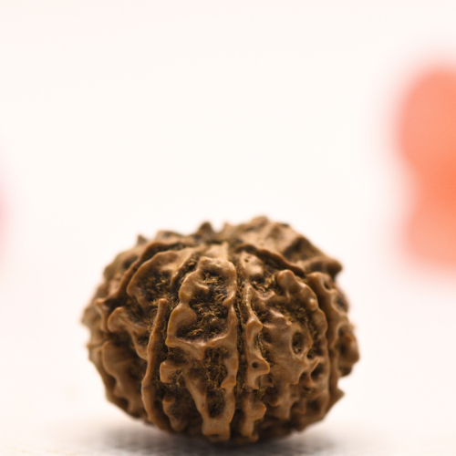 8 Mukhi Nepali Rudraksha - Regular