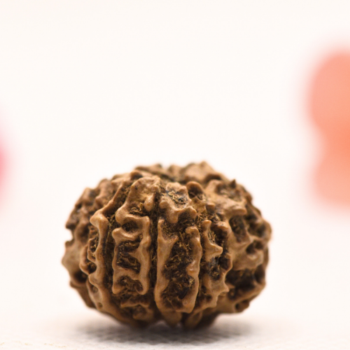 8 Mukhi Nepali Rudraksha - Regular
