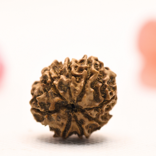 8 Mukhi Nepali Rudraksha - Regular
