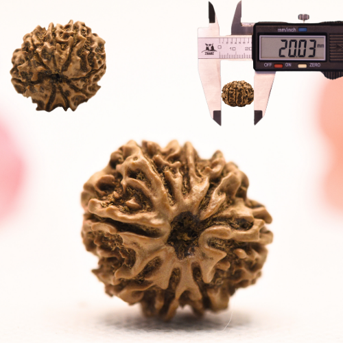 8 Mukhi Nepali Rudraksha - Regular