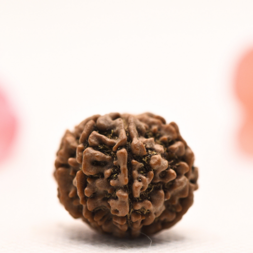 8 Mukhi Nepali Rudraksha - Regular