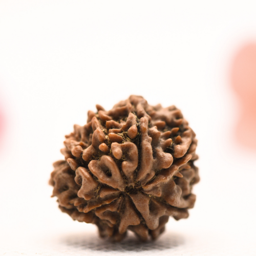 8 Mukhi Nepali Rudraksha - Regular