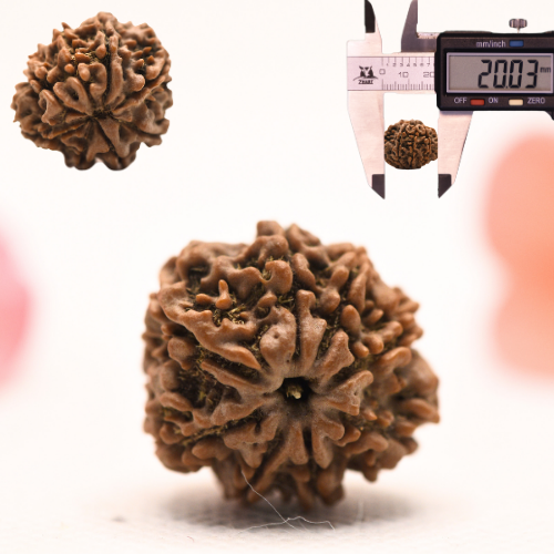 8 Mukhi Nepali Rudraksha - Regular