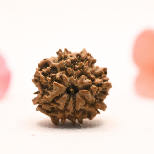 8 Mukhi Nepali Rudraksha - Regular