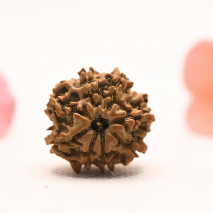 8 Mukhi Nepali Rudraksha - Regular