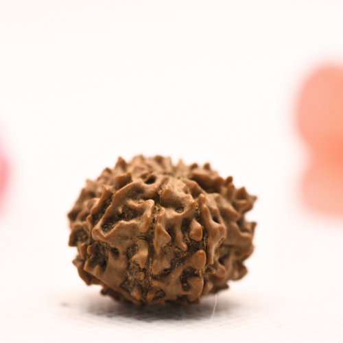 8 Mukhi Nepali Rudraksha - Regular