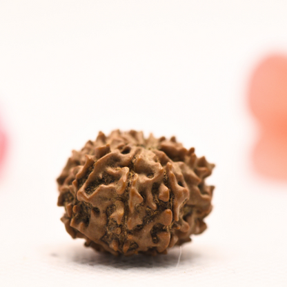 8 Mukhi Nepali Rudraksha - Regular