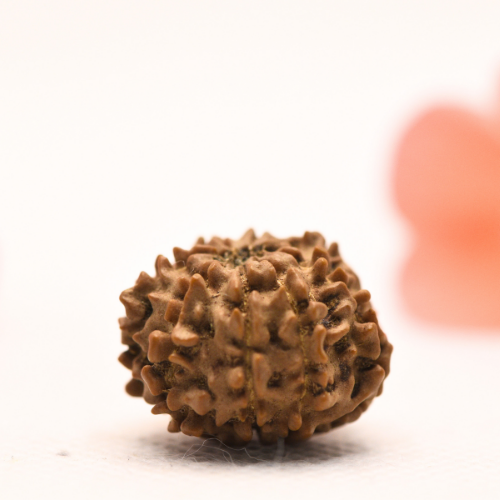 8 Mukhi Nepali Rudraksha - Regular