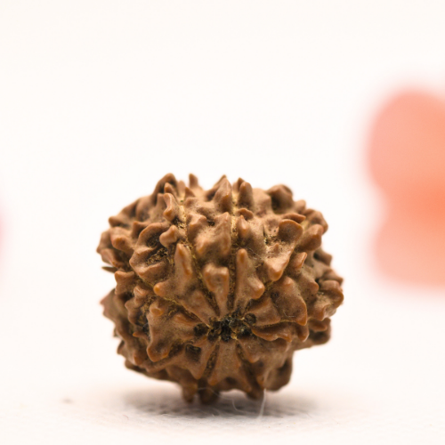 8 Mukhi Nepali Rudraksha - Regular